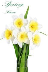 Beautiful spring flowers in vase: yellow-white narcissus (Daffod