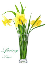 Beautiful spring flowers in vase: yellow  narcissus (Daffodil)