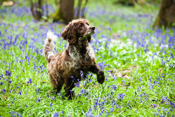 Springer Spaniel in the bluebells