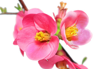Flowers of Chaenomeles Japonica (Japanese Quince) blossoming.  I