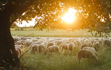 Foto auf Acrylglas Schaf Eine Schafherde, die während des Sonnenuntergangs auf Weidegras weidet