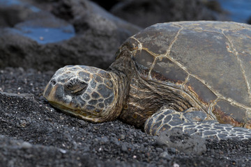 Hawksbill Turtle in Hawaii