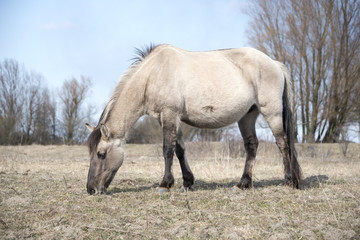 horse grazing on the field