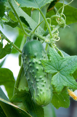 cucumbers growing in the garden