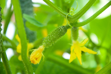 small growing cucumber in the garden