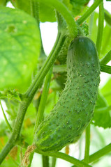 growing cucumber in the garden