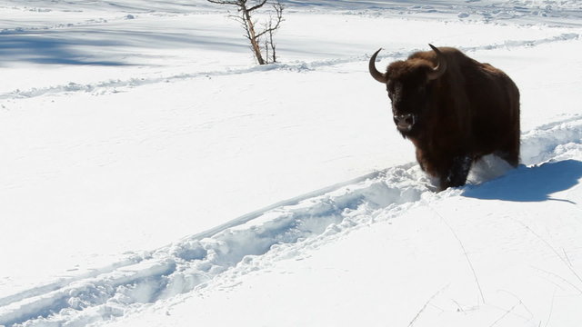 European bison bull