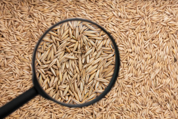 oat with a magnifying glass