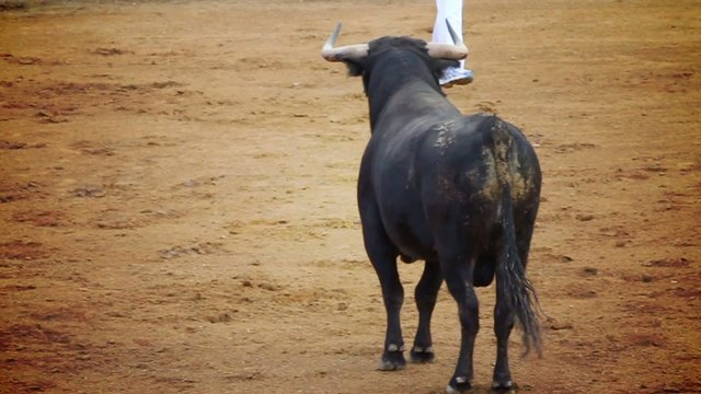 Powerful spanish bull, bullfight arena