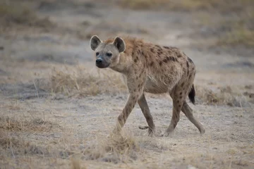 Foto op Aluminium Hyena& 39 s wandelen in de savanne © Fabio Lotti