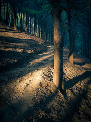 Forest backdrop with prominent tree