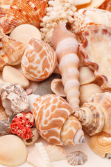 sea shells background