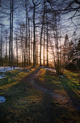 Coniferous woodland with evening sun beaming through at sunset
