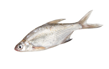 fish on a white background