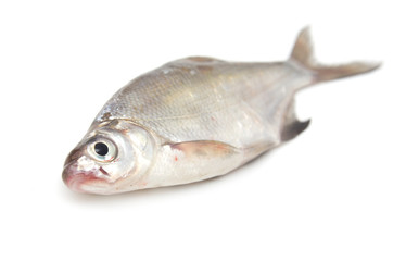 fish on a white background
