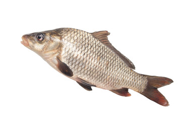 fish on a white background