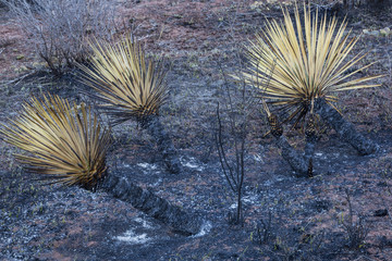 wildfire burnt yucca