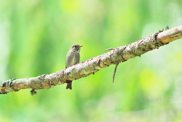 Dark-sided flycatcher