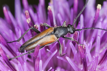 Leptura melanura feeding on thistle, extreme close-up
