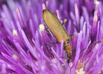Chrysanthia viridissima feeding on thistle, extreme close-up