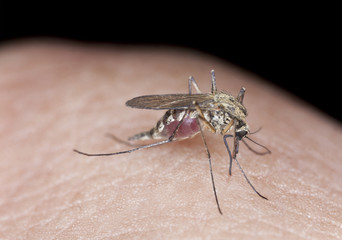 Mosquito sucking blood, macro with high magnification