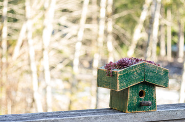 Fototapeta na wymiar Ptak dom z zielonym dachem ekologicznych