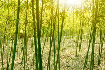 Fototapeta premium Bamboo forest,