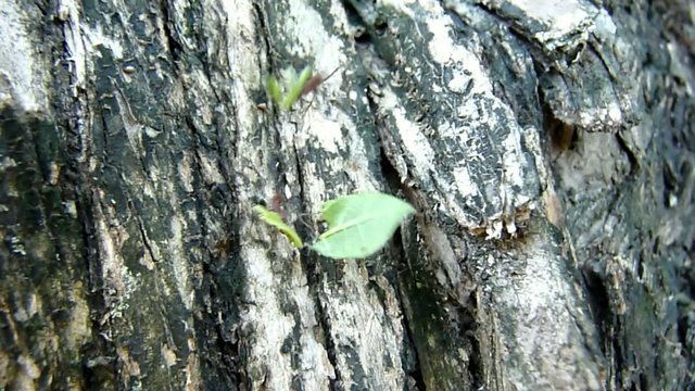Hormiga, Trabajo, Transporte, Fuerza