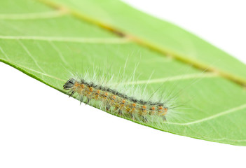 Fall webworm crawling on leaf