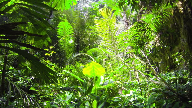 1920x1080 video - Tropical green rain forest jungle