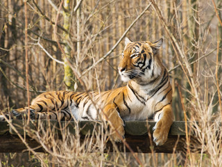 Fototapeta na wymiar Panthera tigris sumatrae - Sumatran tiger