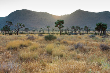 Naklejka premium Joshua Tree National Park. USA. California.