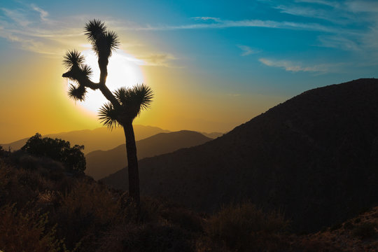 Silhouette of Joshua tree at sunset. USA. California.