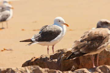 Seagull on the beach. Standing on rock.