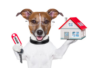 home dog owner