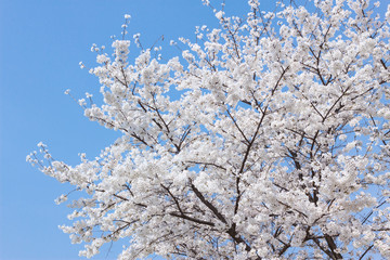blooming cherry tree in spring