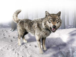 Wolf growling standing on snow.