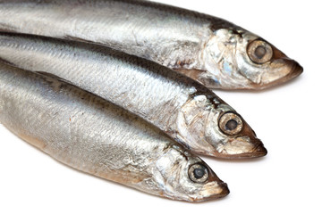 sprat fish