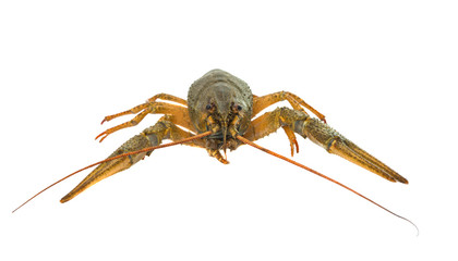 crayfish isolated