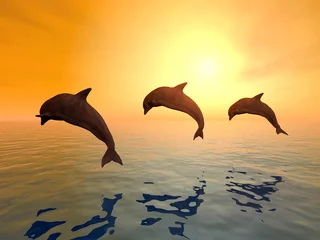 Sierkussen Dolfijnen springen © Michael Rosskothen