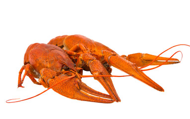 crayfish