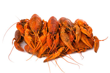 crayfish