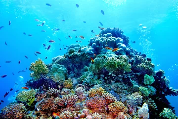 Printed kitchen splashbacks Coral reefs Group of coral fish  water.