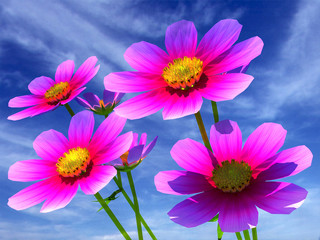 Beautiful Cosmos Flowers Against the sky