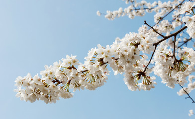 blooming cherry tree in spring