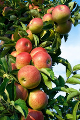 Erntereife rote Äpfel am Ast © Smileus