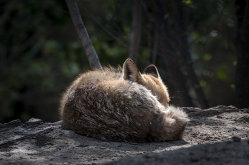 Red Fox Cub