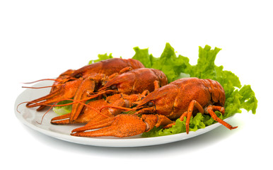 boiled crawfish and lettuce