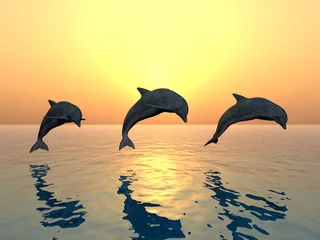 Papier Peint photo Dauphins Saut de dauphins