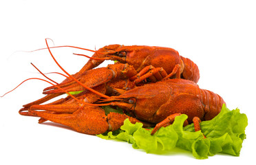 boiled crawfish and lettuce